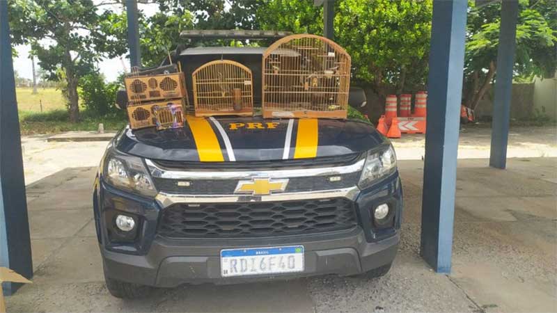 Pássaros são resgatados durante abordagem a veículo em Capim Grosso (BA); um estava morto