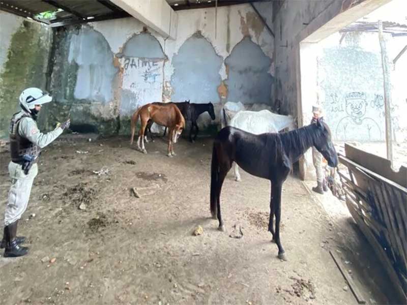 Suspeito de maus-tratos contra cavalos é preso no bairro da Calçada, em Salvador, BA