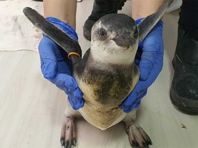 Pinguim em reabilitacão Foto: PMP-BS/Agência Petrobras