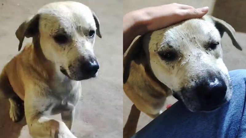 Cachorro de rua chama atenção e internautas imploram por adoção