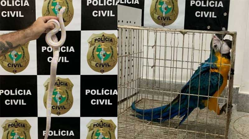 Estudante de Medicina Veterinária é preso por crime ambiental em Fortaleza, CE