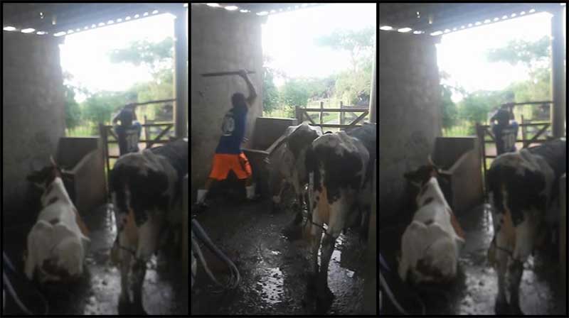 Agricultor é flagrado maltratando vaca em Jucás, no Ceará. Foto: Divulgação / Polícia Civil