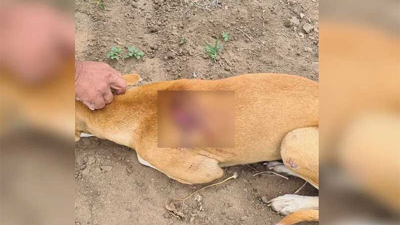 Homem é preso suspeito de agredir cadela com golpes de machadinha no interior do Ceará