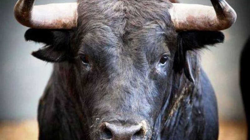 Nasce o 1º santuário do mundo para touros resgatados de touradas