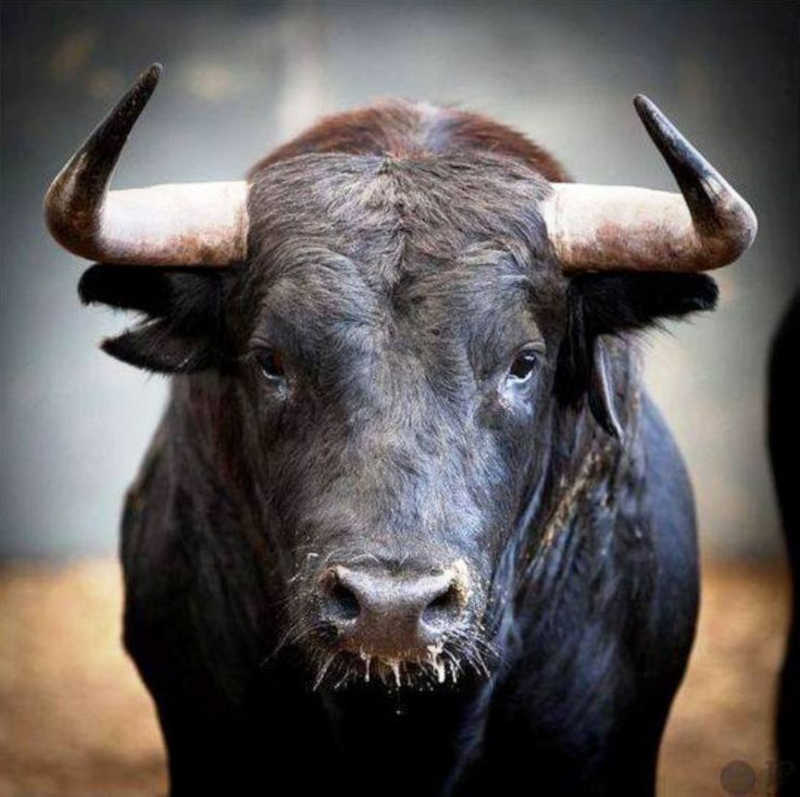 Nasce o 1º santuário do mundo para touros resgatados de touradas