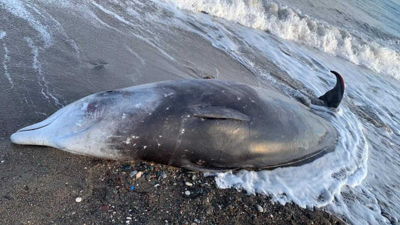 Seis baleias mortas por causa do terramoto dão à costa no Chipre