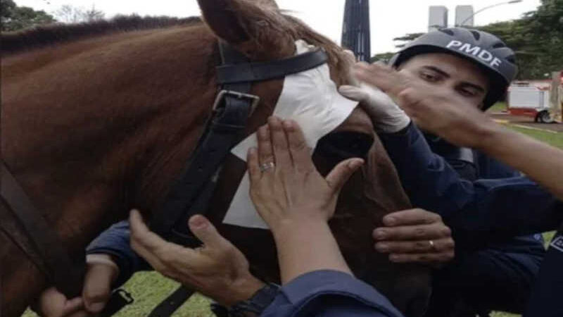 Cavalo da PM que foi ferido em atos golpistas volta ao trabalho