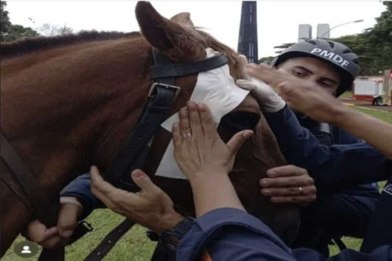 Cavalo da PMDF agredido durante atos antidemocráticos volta à ativa
