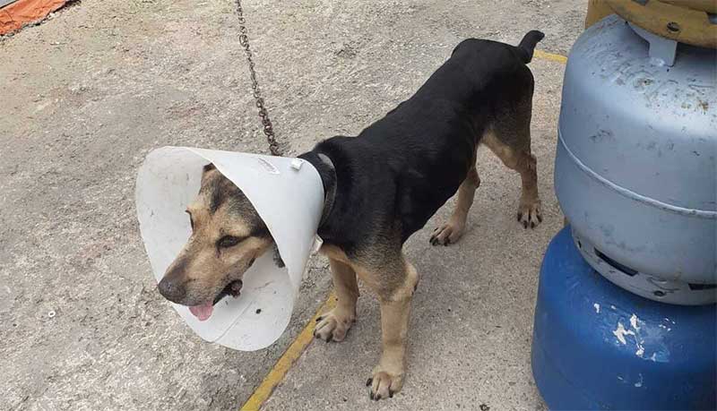 Veterinário constata caquexia e empresário é preso por maus-tratos contra cão em Ceilândia, DF