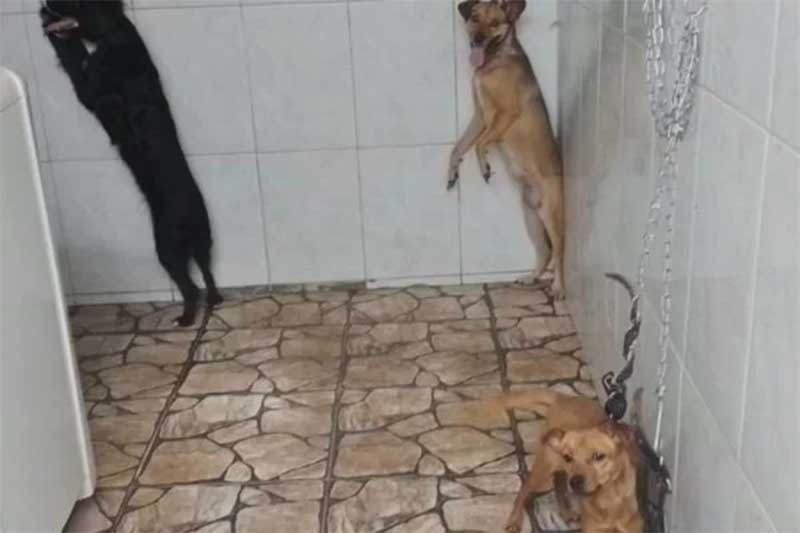 Cães e gato são resgatados após passarem dias acorrentados e pendurados pelo pescoço