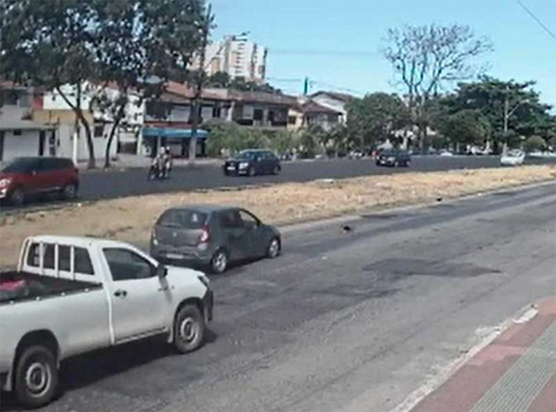 Motorista atropela cachorro em rodovia de Vila Velha (ES) e foge do local; VÍDEO