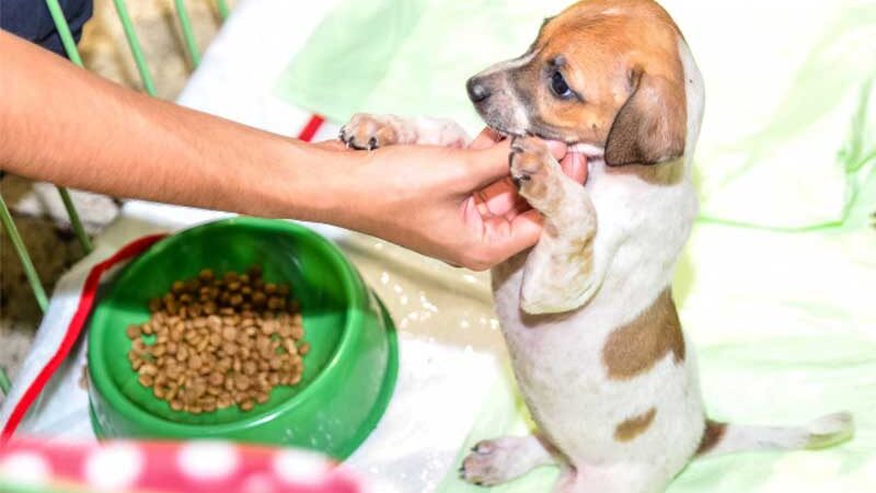 Todos os animais resgatados pelo Pata Vix são tratados, vacinados, vermifugados, castrados e colocados para adoção