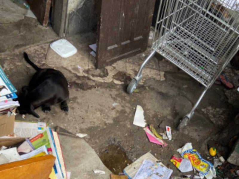 Homem é conduzido por maus-tratos a cachorro em Maria Ortiz, em Vitória, ES