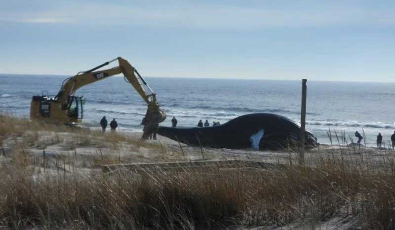 Baleia-jubarte de 32 toneladas aparece encalhada em Nova York