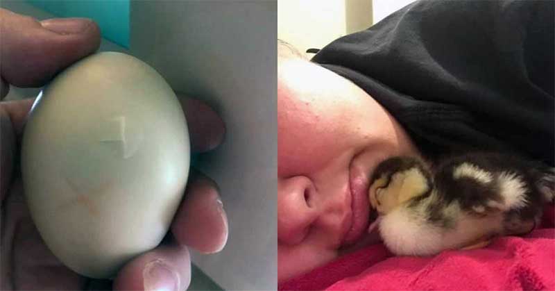 Mulher salva o ovo de pato rachado e carrega-o no seu soutien durante 35 dias