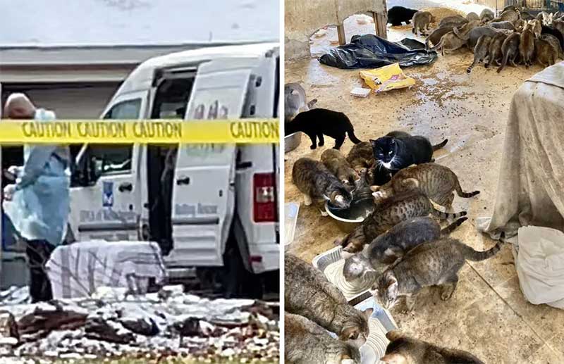 Casal é encontrado morto com 150 gatos em casa abandonada nos EUA