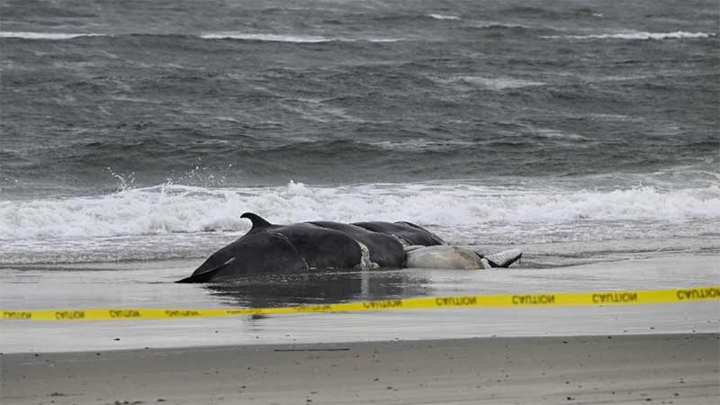 Há baleias a morrer por causa de parques eólicos em alto mar?