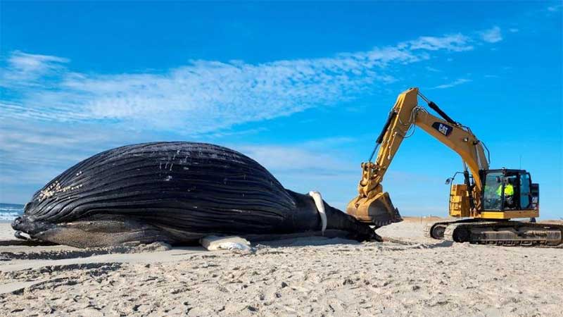 Baleias morta em Lido Beach, EUA (foto: James Carbone/RM via Getty Images)