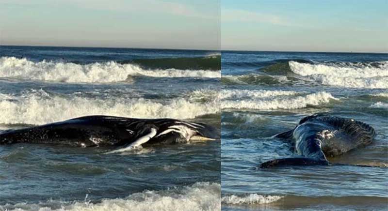 Mais uma baleia é encontrada morta na beira de praia; já totalizam nove