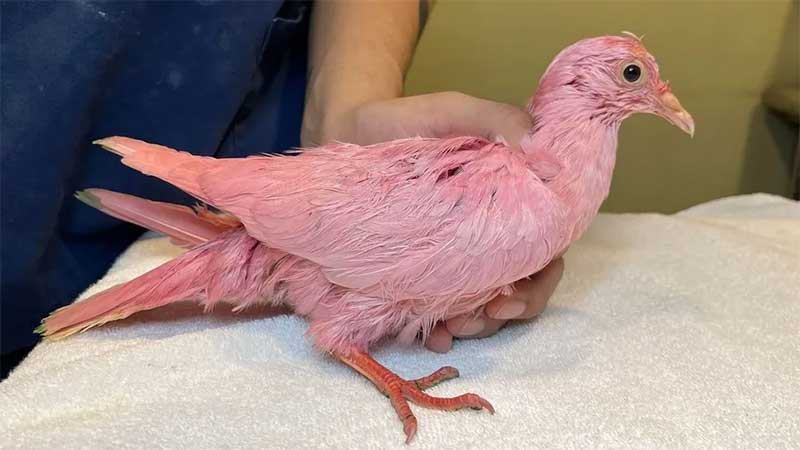 Pombo morre intoxicado após ser tingido de rosa para chá revelação