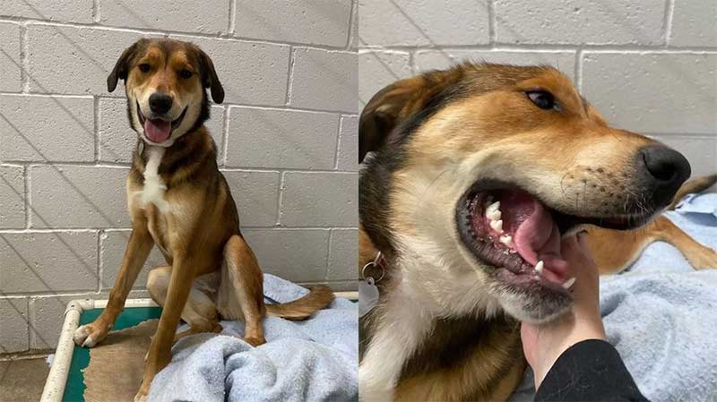 Ela foi adotada há cerca de um mês e voltou para o lugar que era sua casa há pouco tempo. Reprodução/Animal Rescue League