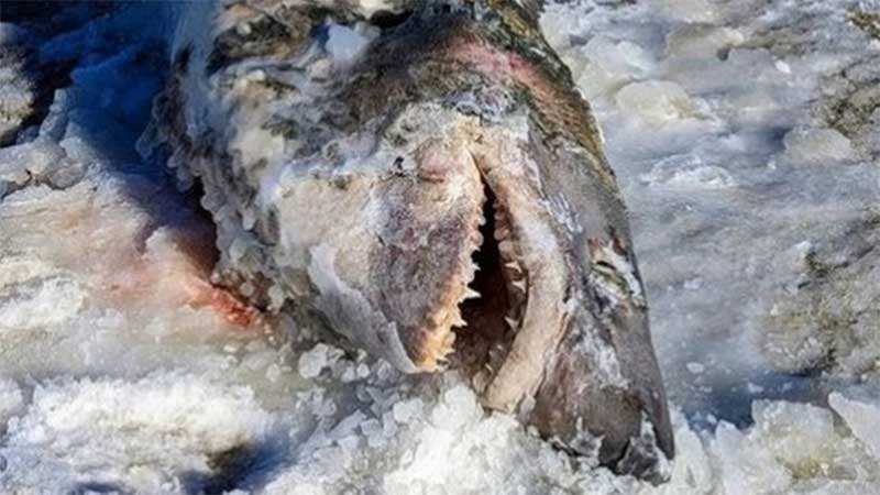Tubarão congelado é encontrado morto em praia dos EUA após onda de frio rigoroso