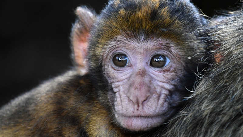 Cientistas deixam macaco cego e manco para estudarem uma rara síndrome em humanos