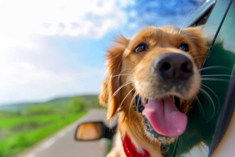 Projeto de lei da Flórida quer proibir que cachorros passeiem com a cabeça pra fora do carro