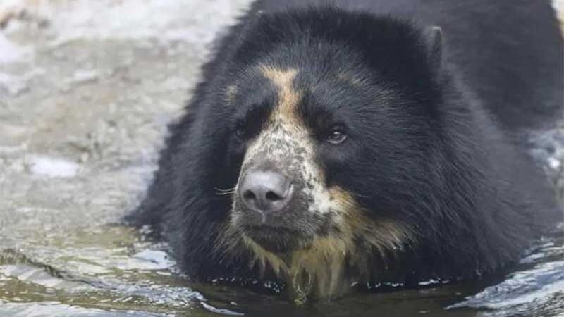 Urso fugiu duas vezes de seu habitat neste mês | JoEllen Toler/St. Louis Zoo, via SBT News