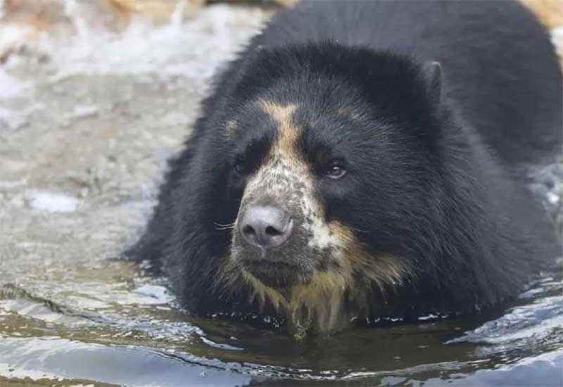 EUA: urso foge de recinto em zoológico pela segunda vez