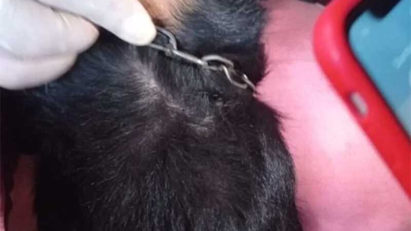 Cachorro que vivia acorrentado é resgatado em GO