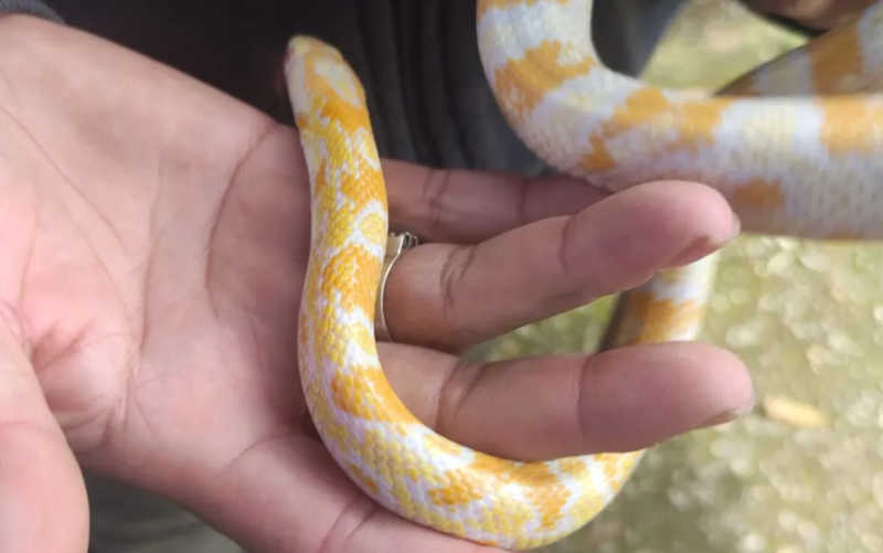 Serpente 'Corn Snake' é resgatada em feira de Goiânia, Goiás — Foto: Reprodução/TV Anhanguera