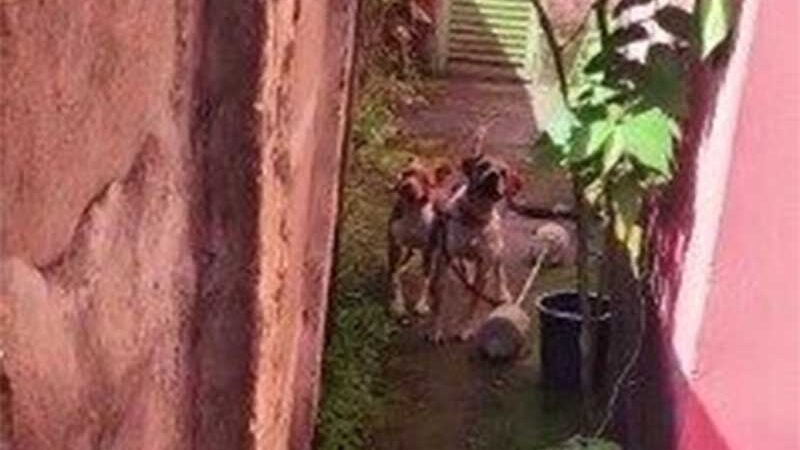 Polícia Civil de GO prende homem suspeito de maltratar dois cachorros em Jaraguá