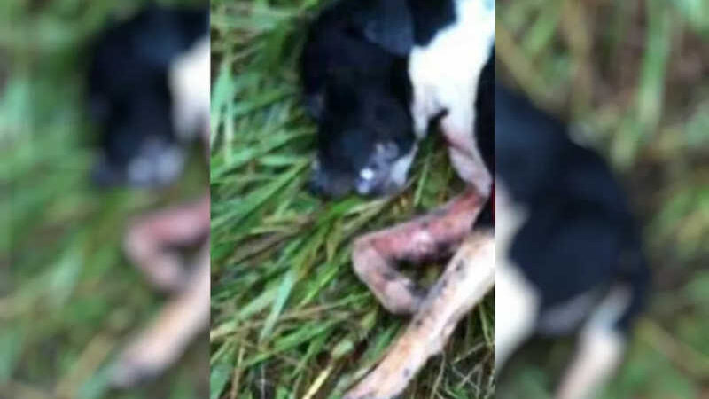 Homem é indiciado por matar cachorro da vizinha a facada após animal entrar na casa dele e comer pedaço de carne, diz polícia