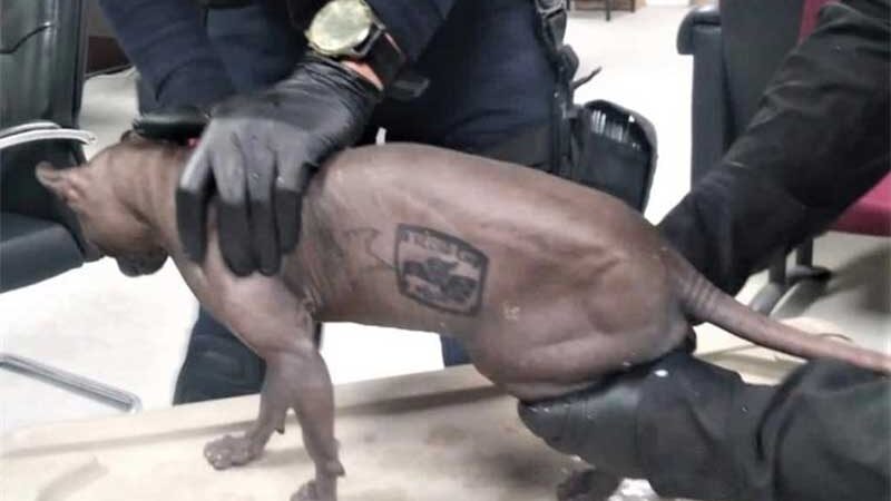 Polícia Chihuahua