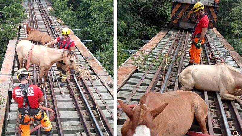 Os animais foram resgatados e entregues para as equipes da prefeitura. — Foto: CBMMG / Divulgação