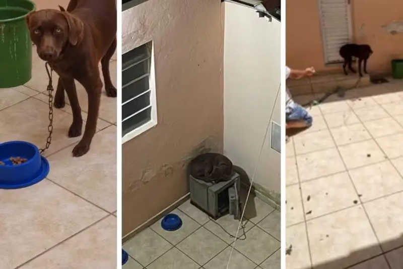 Família é suspeita de se mudar e abandonar cão preso a um cofre em Belo Horizonte, MG