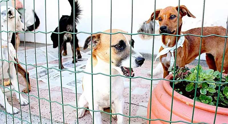 Grupo especializado debate ações para combate ao abandono e maus-tratos a animais em Belo Horizonte, MG