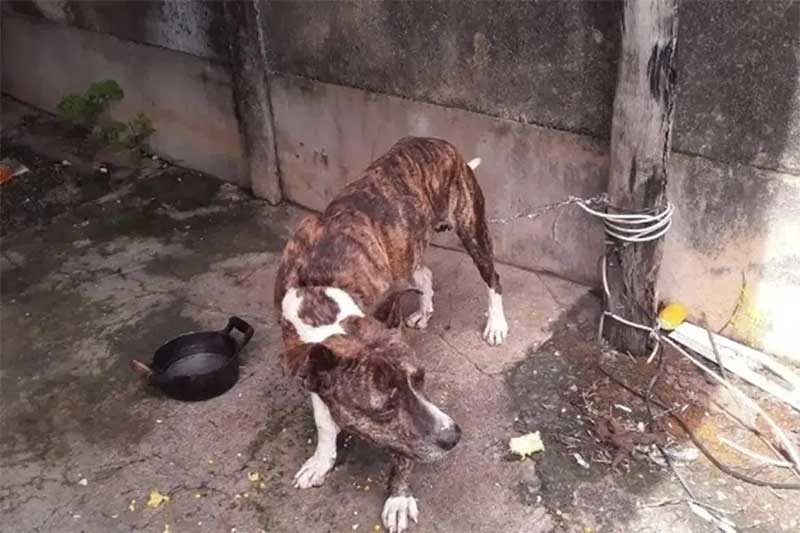 Tutor é preso por deixar cachorro amarrado a fio de arame e sem comida em Formiga, MG