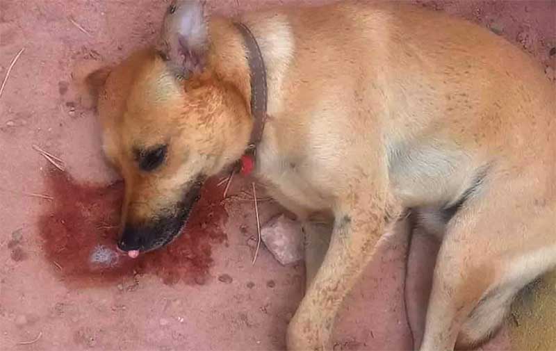 Morador denuncia envenenamento de seu cão no Jardim Bela Vista, em João Pinheiro, MG
