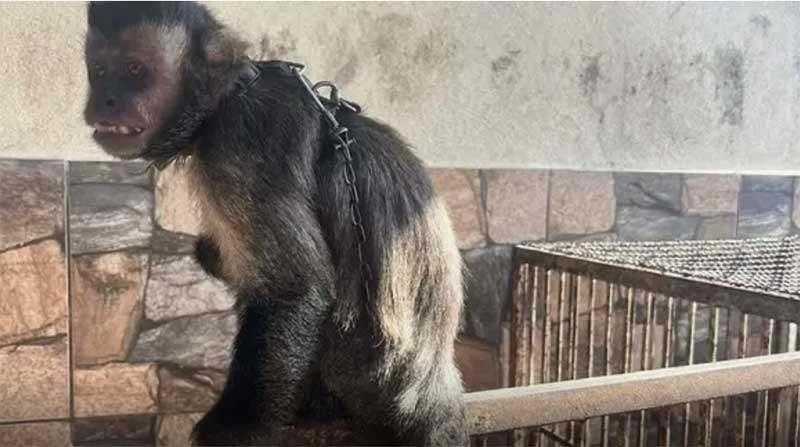 Macaco que andava de jet ski sofria maus-tratos e é resgatado em Juiz de Fora, MG