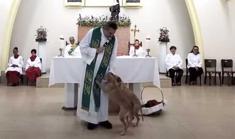 Padre brinca com cães, que invadiram missa em Juiz de Fora — Foto: Reprodução/Youtube