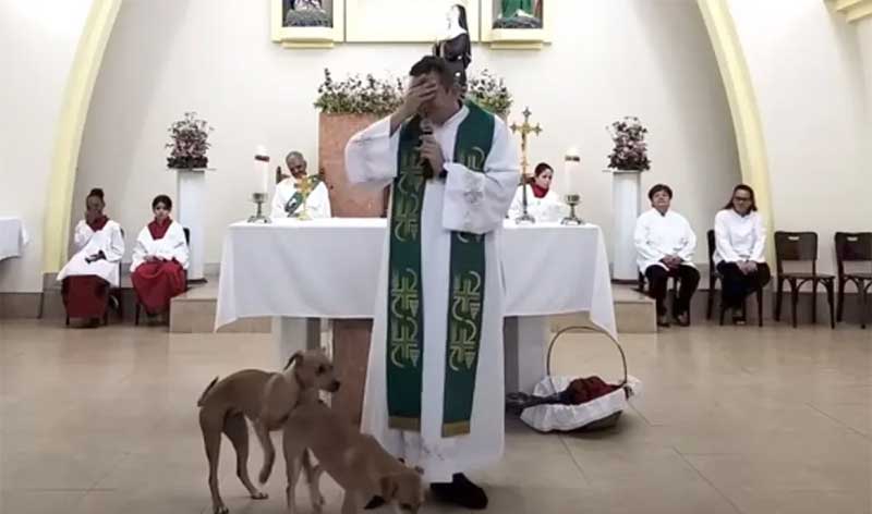 Cães tentam cruzar durante missa em Juiz de Fora — Foto: Reprodução/Youtube