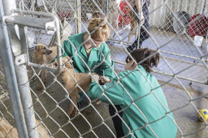 Curitiba: cães que sofreram maus-tratos em casa na Mateus Leme são vacinados