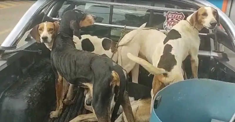 ‘Espanta javalis’: caçadores são presos com 14 cães desnutridos e feridos usados para afugentar animal selvagem em Paracatu, MG