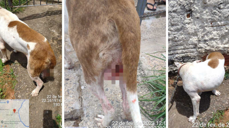 Homem é preso por maus-tratos a animais em Pouso Alegre, MG