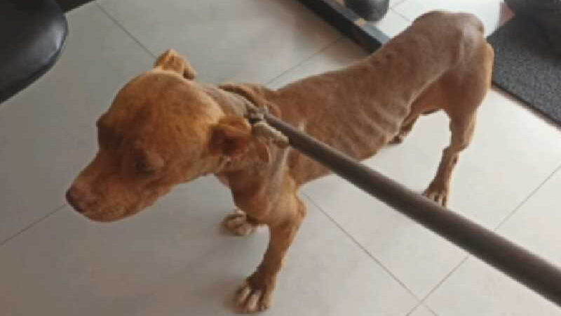 Polícia Civil com apoio de Bombeiros resgata cachorro em situação de maus-tratos em Paraíso, MG