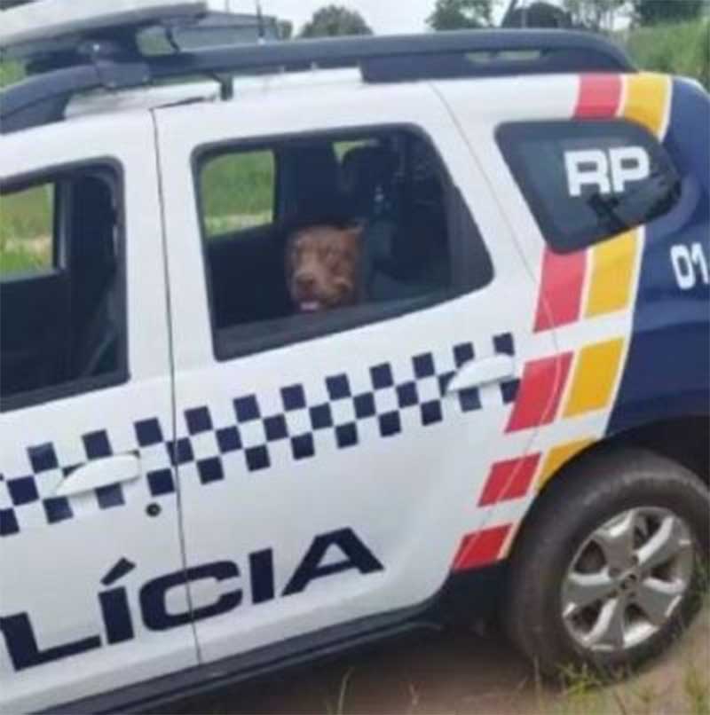 Cachorro em situação de maus-tratos é encontrado em casa abandonada em Cuiabá, MT