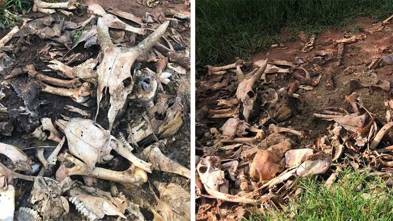 Carcaças e ossadas estavam em propriedade rural de familiar de CAC, segundo a polícia. — Foto: Reprodução/PoliciaCivil