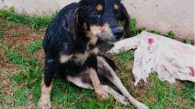 A cadelinha foi atropelada na noite de ontem e está com as duas patas transeiras quebradas. (Foto: Direto das Ruas)